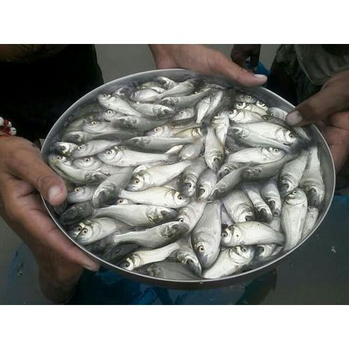 Catla Fish Seed, for Fish Farming