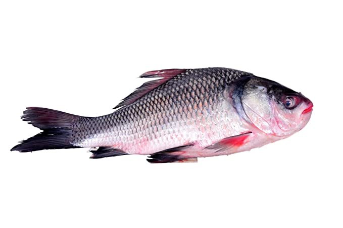 Catla Fish