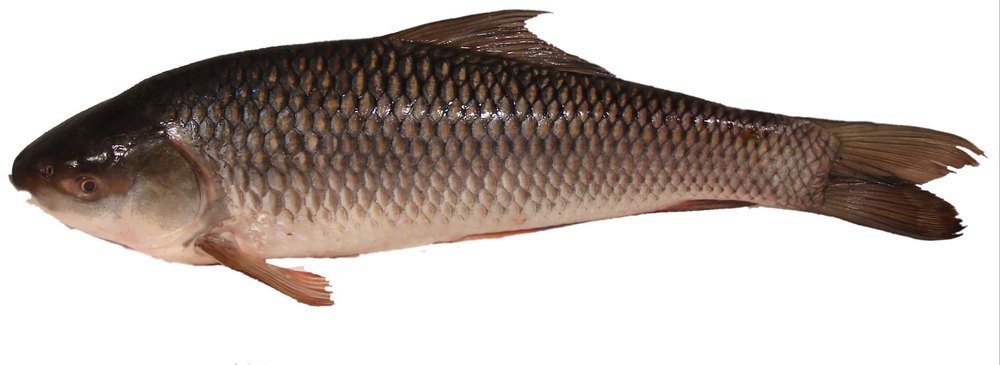 Silver Catla Fish