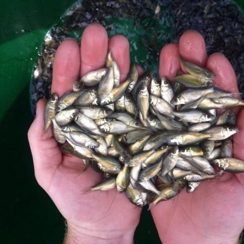 Katla Fish Seed