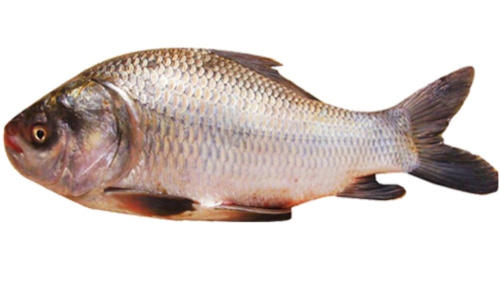 Catla Fish Seed / Katla Fish Seed / Bhakur Fish Seed, Size: 1 Inch