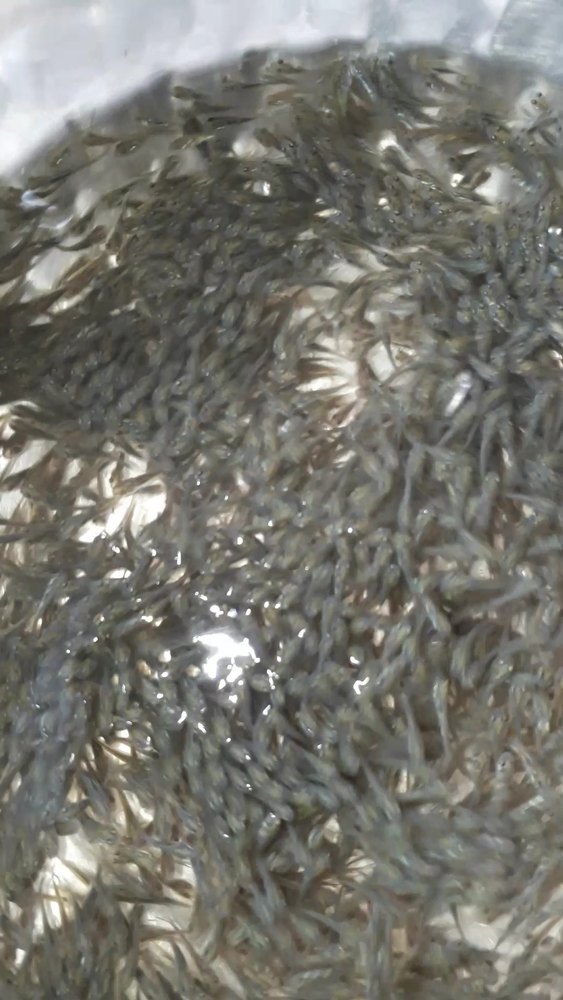 Katla Fish Seed, 30-40 Degree C, Packaging Size: Kg