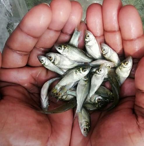 Catla/Katla Fish Seed, 28-30 Degree Celcius