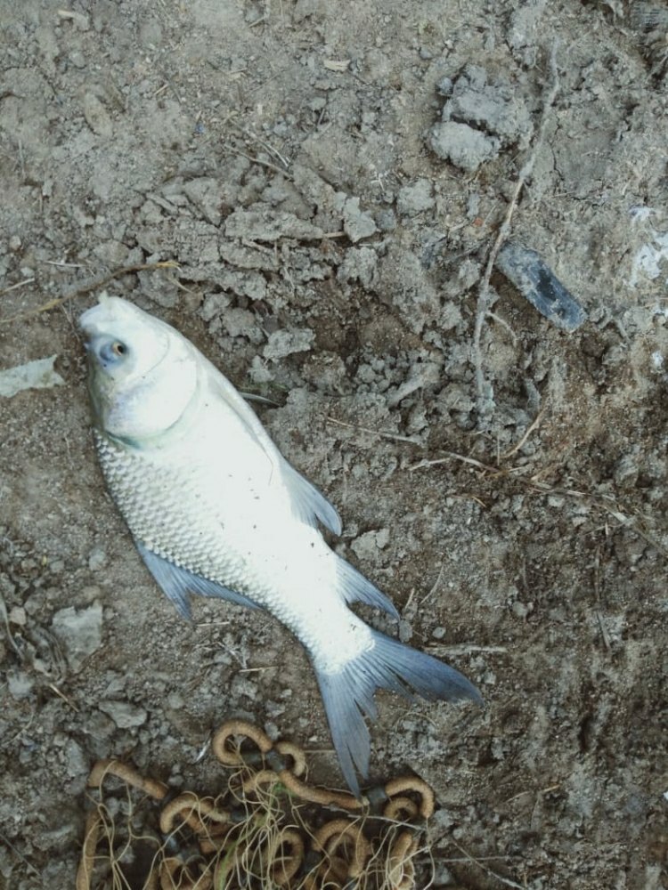 Catla Fish Seed, Size: 4 Inch