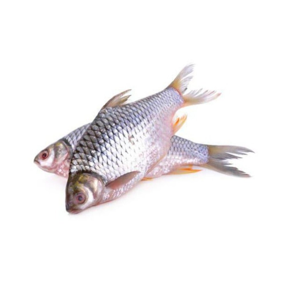 Rup Chand Fish Seed, Cyprinus, 30 Degree