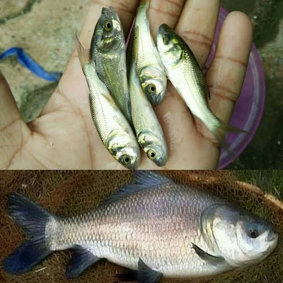 Catla Fish Seed, Cyprinus