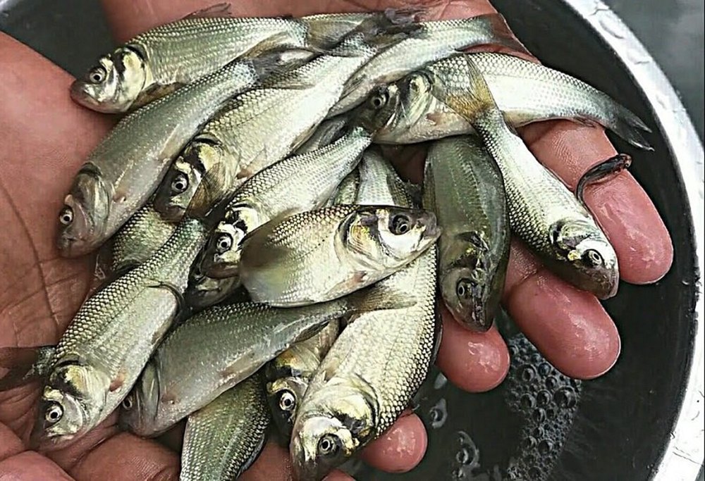 Pond Catla Fish Seed, Labeo, 25 - 35 Degree C