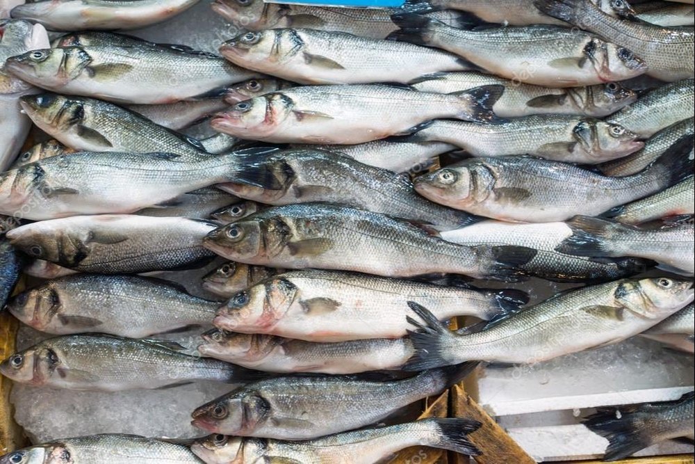 Mackerel Fish, For Food Purpose, Packaging Type: 1kg, Also Available In 550gm