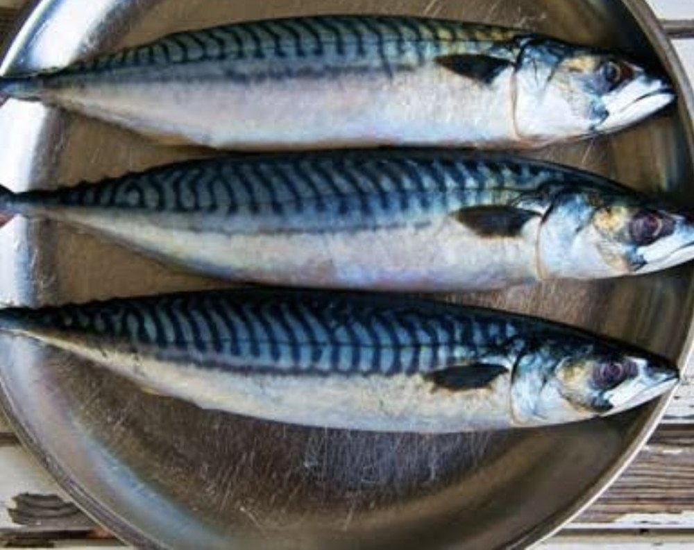 Fresh Mackerel Fish, For Restaurant, Packaging Type: Thermocol Box