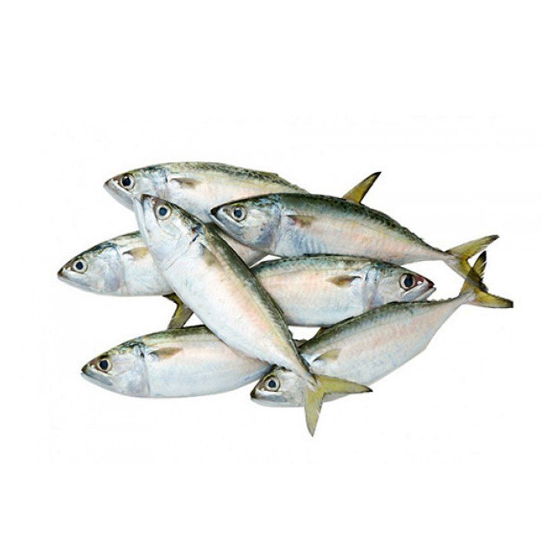 Mackerel Bangda Fish, for Restaurant