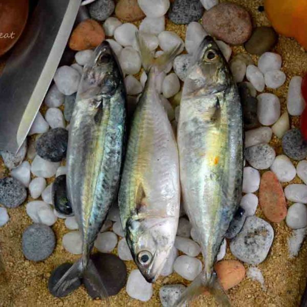 Mackerel Fish