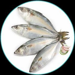 Indian Mackerel / Bhangda