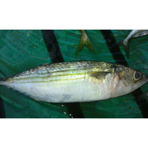 Mackerel Fish, Packaging Type: Thermocol Box