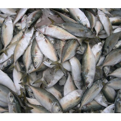 Bangda (Mackerel)
