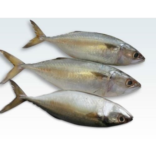 Fresh Indian Mackerel for Restaurant, Packaging Type: Thermocol Box