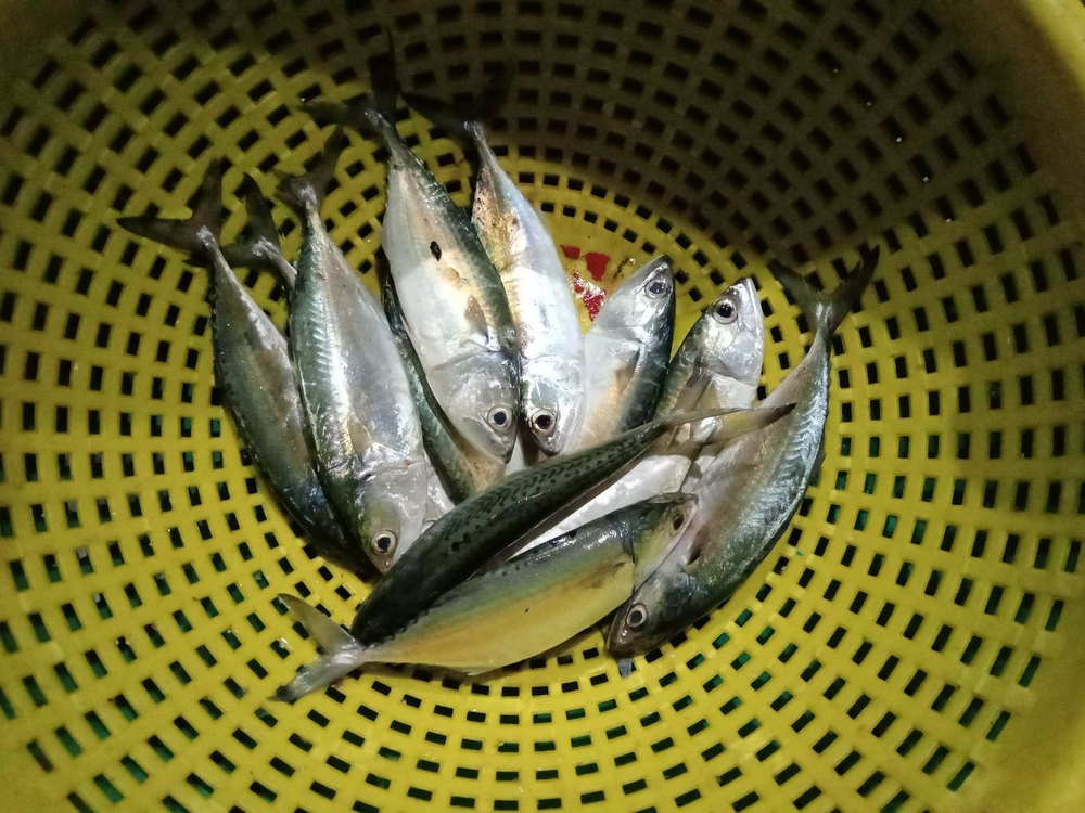 Mackerel fish, For Restaurant, Freezing