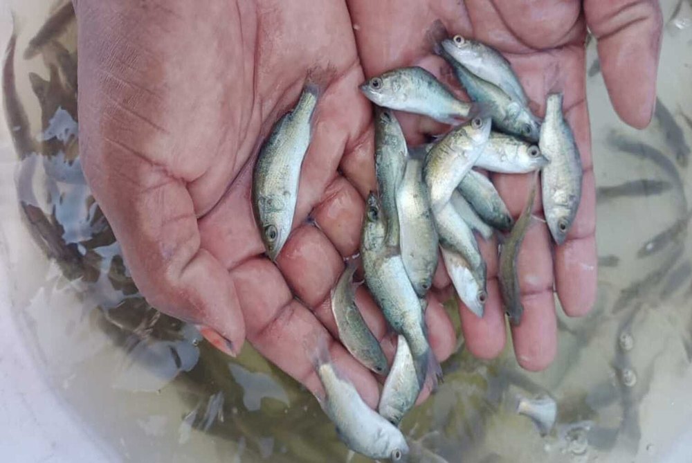 Seeds Sea Bass Fish Seed, 30 Degree, Packaging Size: Tharmocol Box