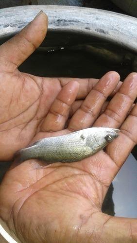 Sea Bass (Baramundi), For Fish Farming