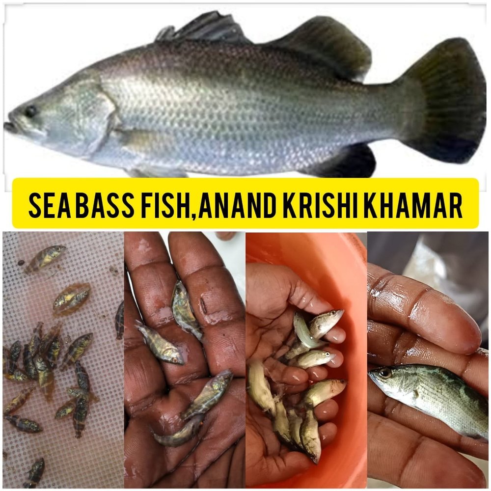 Sea Bass Fish Seed / Vetki / Kalanchi / Barramundi / Jitada, 20 - 35 Degree C, Packaging Size: 12 X 12 X 16