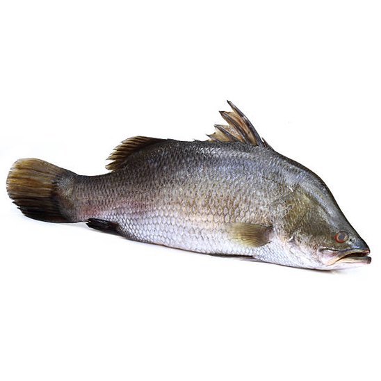 Grey (Base) 4kg/5kg/6kg Sea Bass Fish cleaned Frozen, For Restaurant, 25kg To 30kg