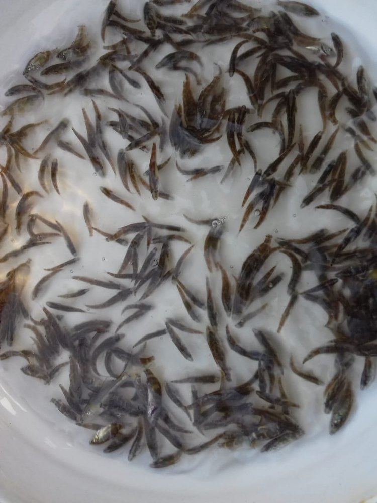 Weaned Seabass Fish Seed, Lateolabraxv, 22 - 46 Degree C