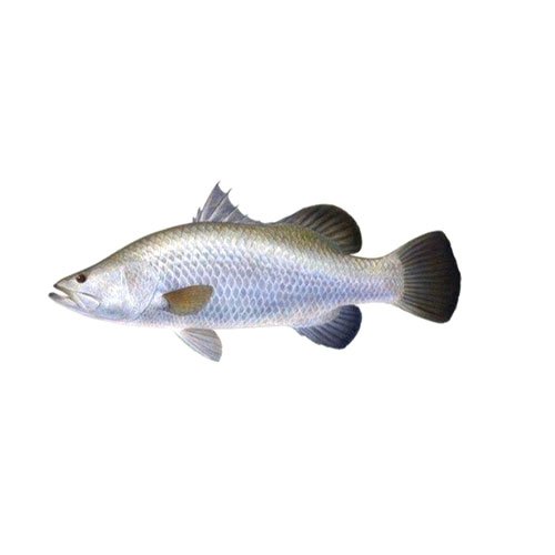 Sea Bass Fish, for Mess
