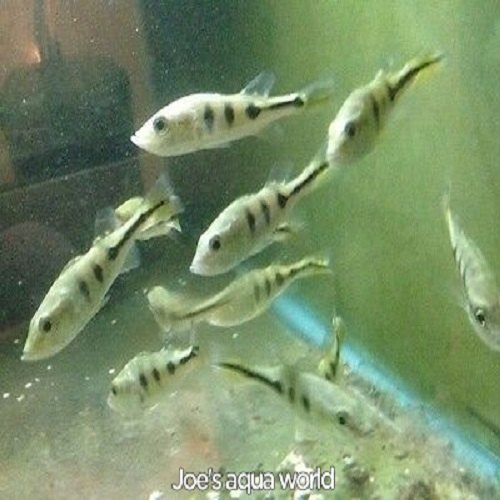 Monoculus Peacock Bass Fish 2 Inch