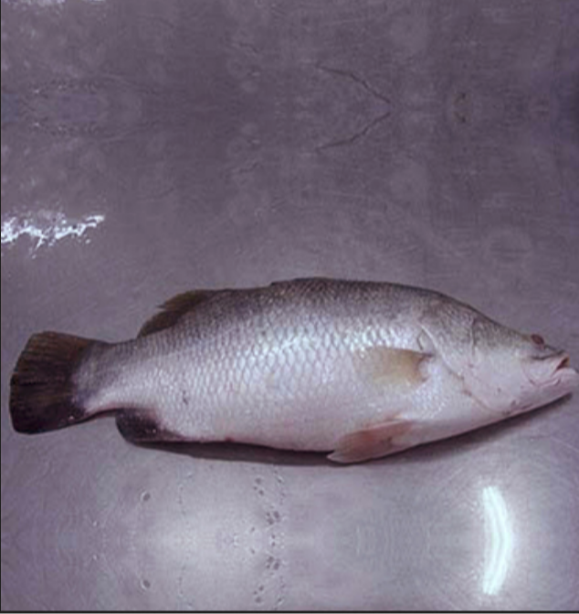 Seabass Fish