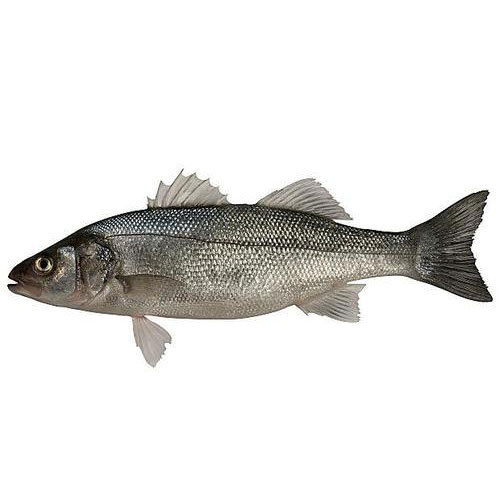 Sea Bass Fish, Packaging Type: Thermocol Box