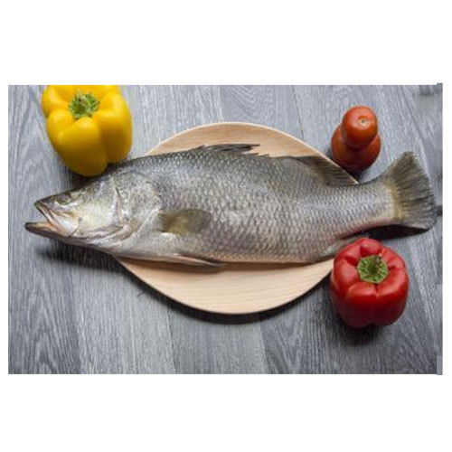 Sea Bass Sea Fish, Packaging Type: Packet And Thermocol Box