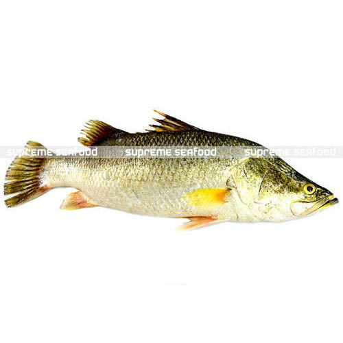 Original Sea Bass Fish ( Koduva fish ), For Household