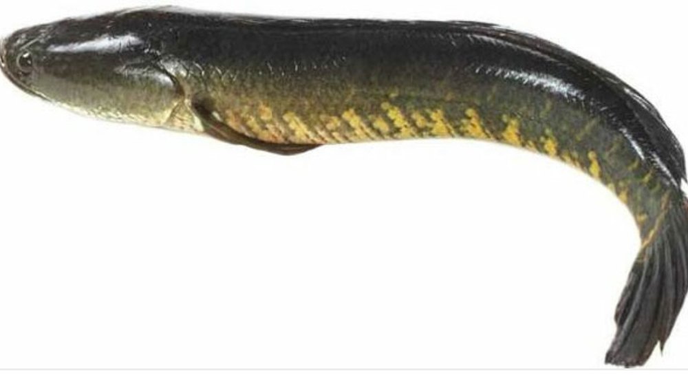3 Days Sole Fish, for Restaurant, Mess, Household, Packaging Type: Carton