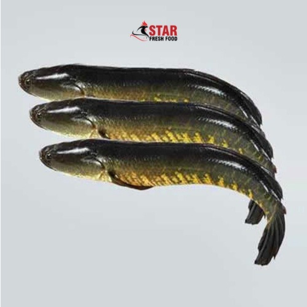 Frozen Sole Fish, For Food