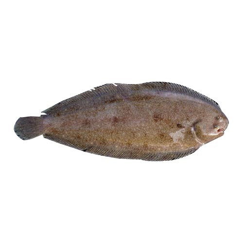 Sole Fish