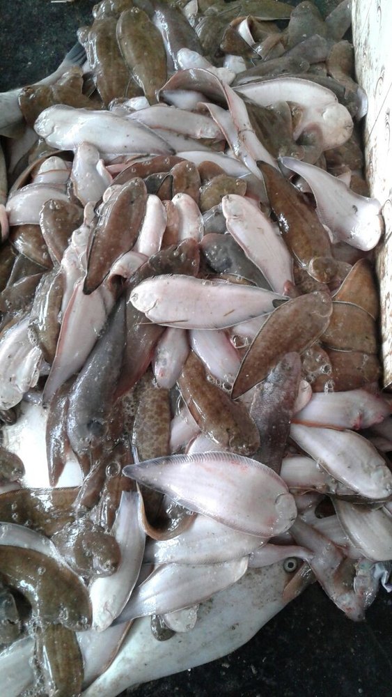 Manthal Sole Fish, Packaging Type: Thermocol