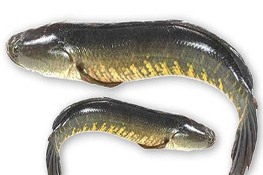 Sole Fish Whole, Packaging Type: Packet, 1 Kg