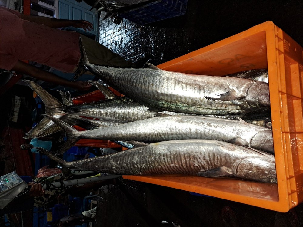 King Fish Surmai