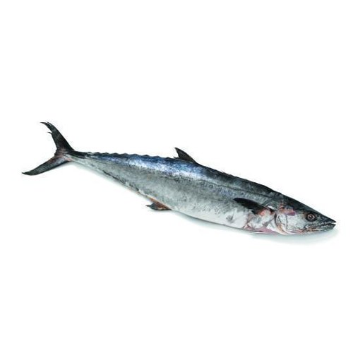Surmai King Fish