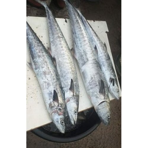 White King Fish, Packaging Type: Thermocol Box