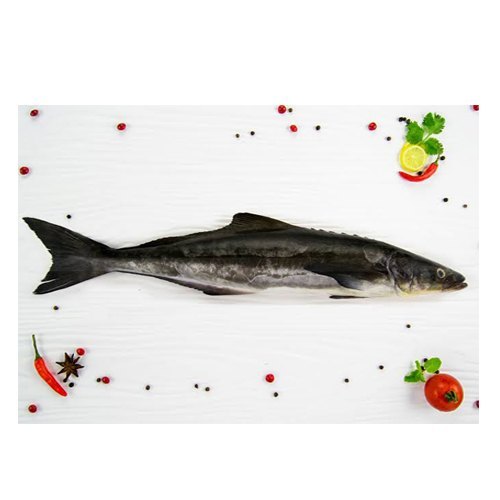 Black King Fish Cobia (sakru)