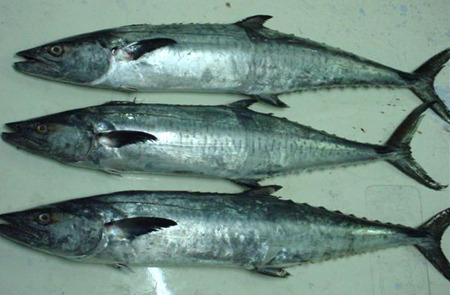 Black King Fish