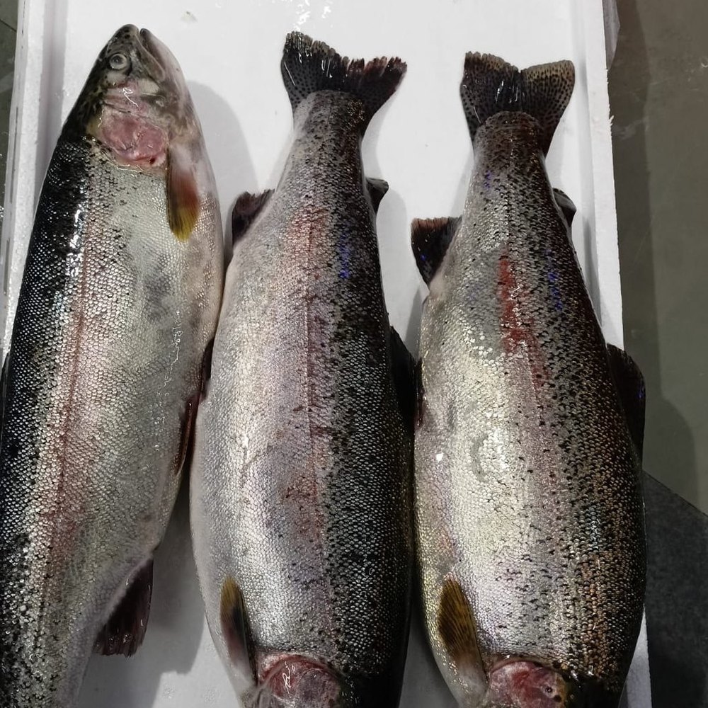 Himalayan Rainbow Trout Fish