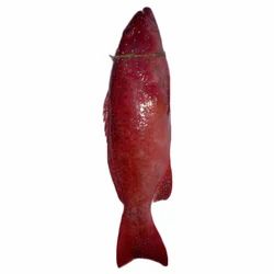 Coral Trout Fish, Packaging Type: Thermocol Box