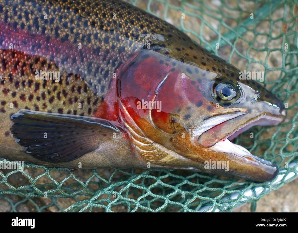 Himalayan Trout Fish