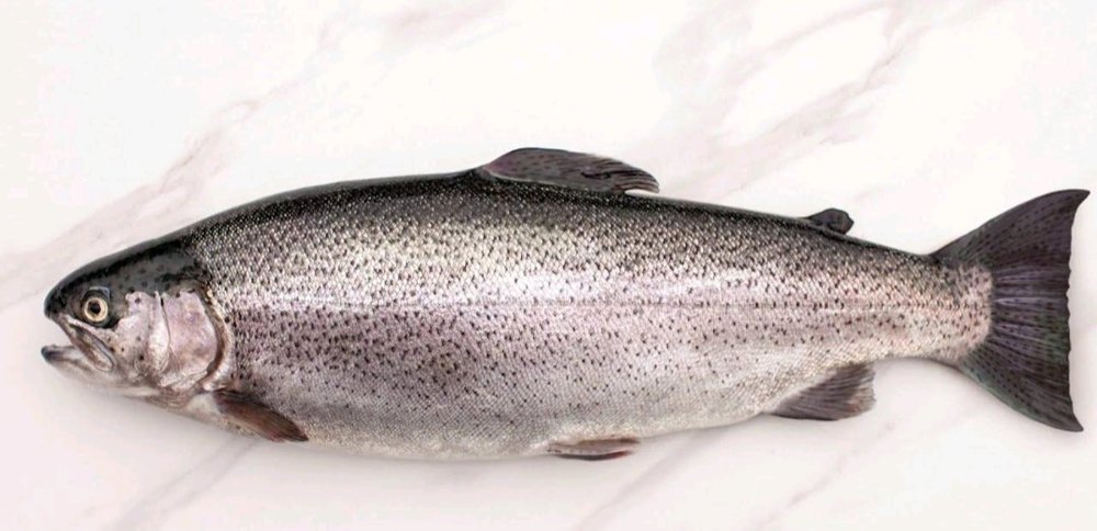 Himalayan Rainbow Trout