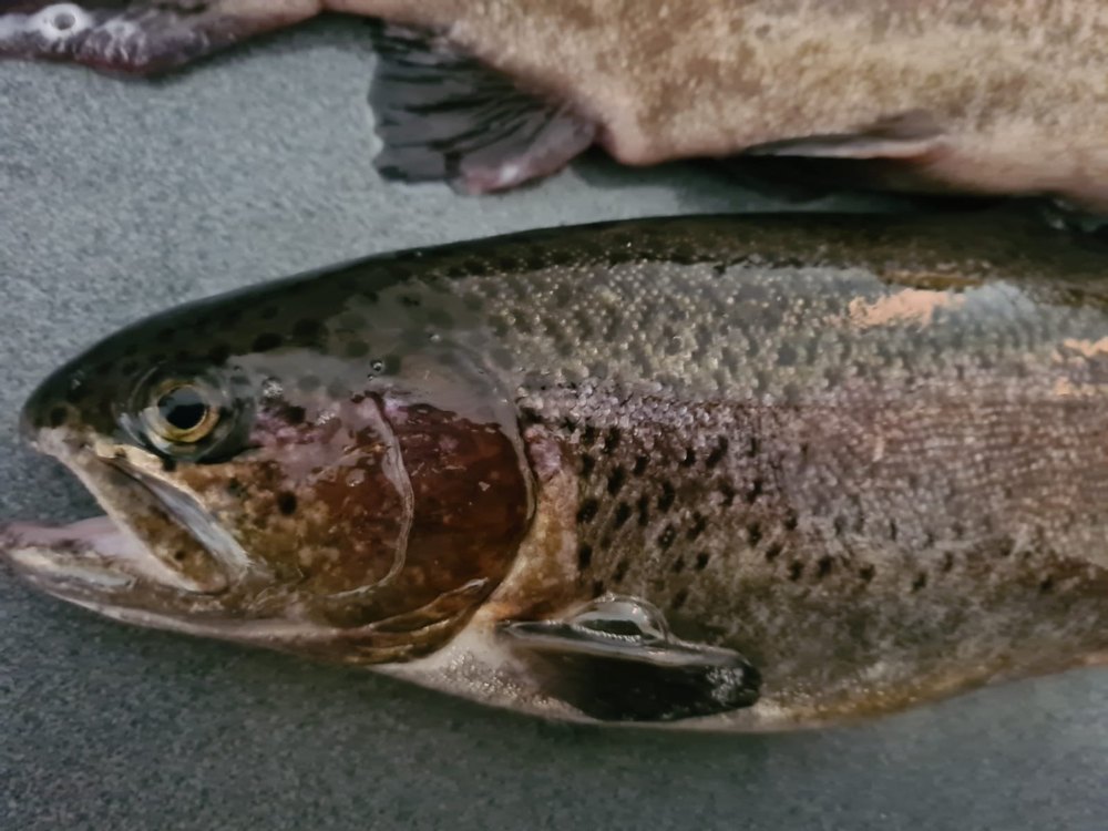 Commercial Rainbow Trout Fish