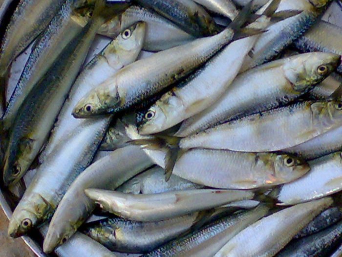 Frozen Sardine Fish Whole, For wholesale, Packaging Type: Carton