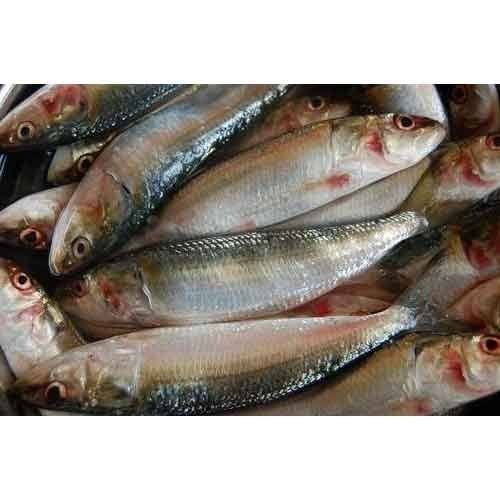 Sardine Fish, for Restaurant