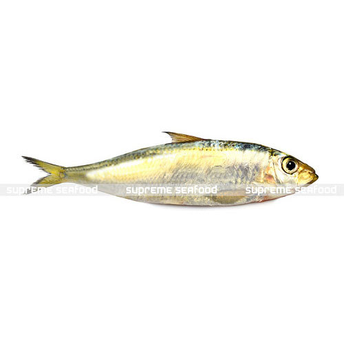 Sardine Fish, Usage: Restaurant, Household, Mess
