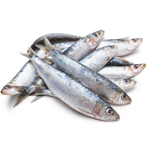 Sardine Fish, for Household, Packaging Type: Plastic Or Polythene Bag